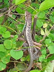 Stenocercus iridescens