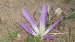 Colchicum montanum