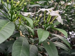 Tabernaemontana divaricata