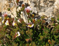Chaenorhinum origanifolium