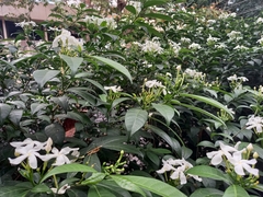 Tabernaemontana divaricata