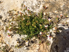 Chaenorhinum origanifolium