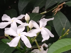 Tabernaemontana divaricata