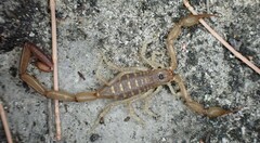 Centruroides guanensis