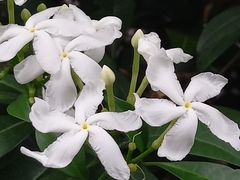 Tabernaemontana divaricata