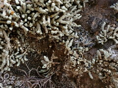 Lecanora phryganitis