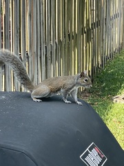 Sciurus carolinensis