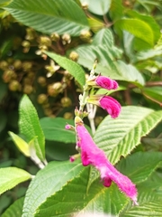 Salvia tortuosa