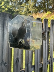 Sciurus carolinensis