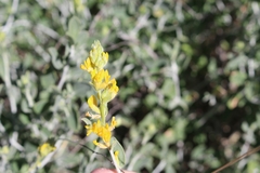 Anthyllis cytisoides
