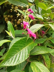 Salvia tortuosa