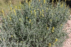 Anthyllis cytisoides
