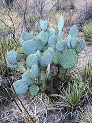 Opuntia santa-rita