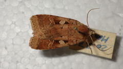 Diarsia mendica