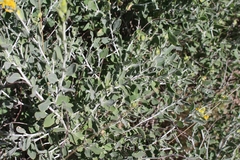 Anthyllis cytisoides