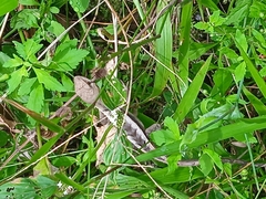 Stenocercus iridescens