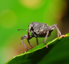 Onidistus araneus