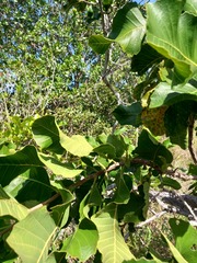 Curatella americana