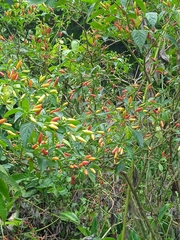 Capsicum frutescens