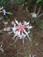Rhododendron canescens