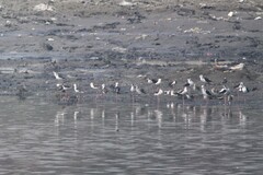 Himantopus himantopus