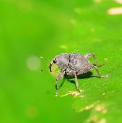 Onidistus araneus