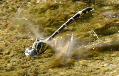 Austrogomphus cornutus