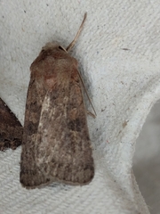 Xestia xanthographa
