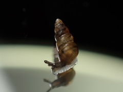 Pacificellinae