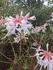 Rhododendron canescens