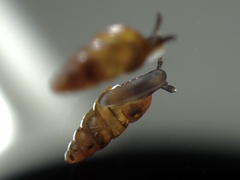 Pacificellinae