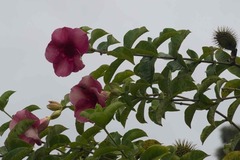 Allamanda blanchetii