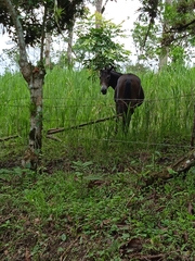 Equus caballus