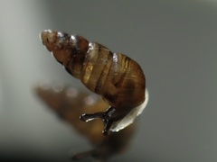 Pacificellinae