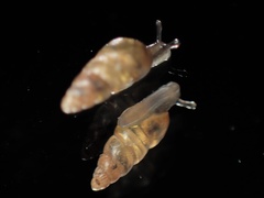 Pacificellinae