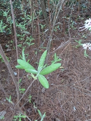 Rhododendron canescens