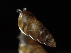 Pacificellinae