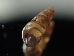 Pacificellinae