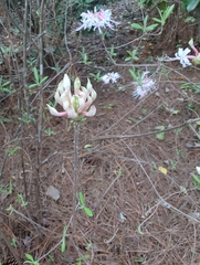 Rhododendron canescens