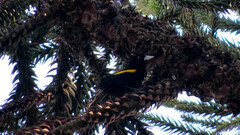 Cacicus chrysopterus