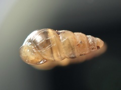 Pacificellinae