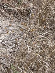 Solanum elaeagnifolium