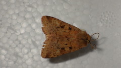 Diarsia mendica