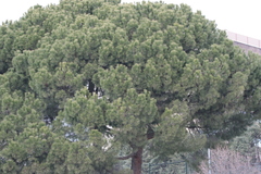 Pinus pinea