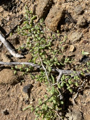 Lycium californicum