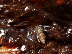 Pacificellinae