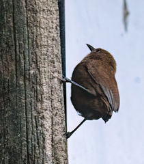 Cinnycerthia unirufa