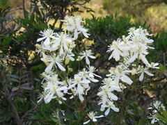 Clematis flammula
