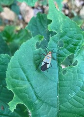 Dysdercus nigrofasciatus