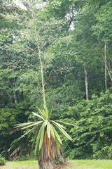 Furcraea